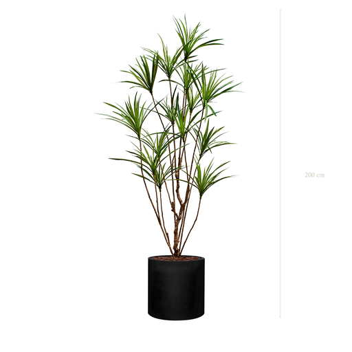 [A-PT18-FB23] Le Dracena - Cylindre Noir #Artificiel