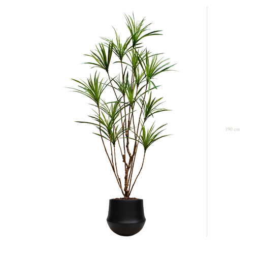 [A-PT18-CE10] The Dracena in a round black pot #Artificial