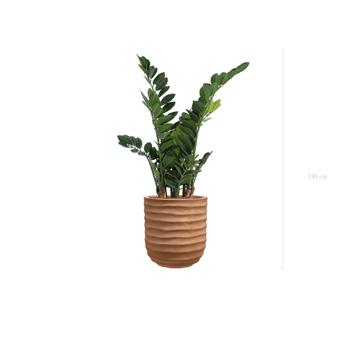 [A-PT15-FC15] The Zamia in a terracotta pot #Artificial