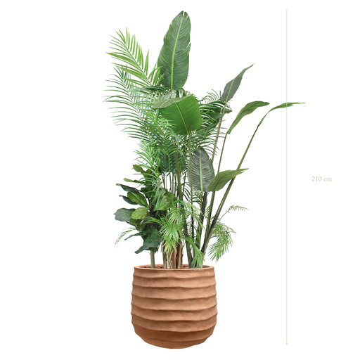 [A-J7-FC14] The Bornéo in a terracotta pot #Artificial