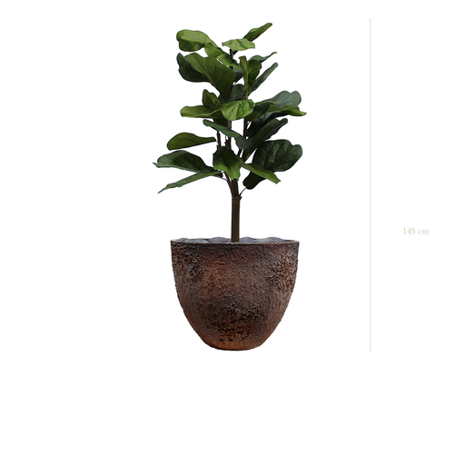 [A-PT1-FC7] The Lyrata in a brown oyster pot #Artificial