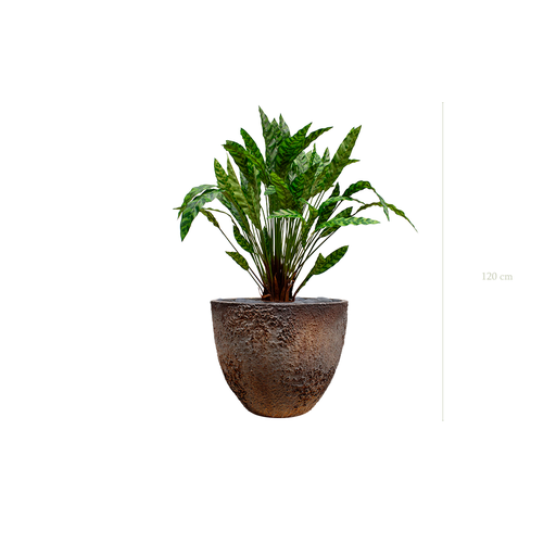 [A-PT19-FC8] The Calathea in a brown oyster pot #Artificial