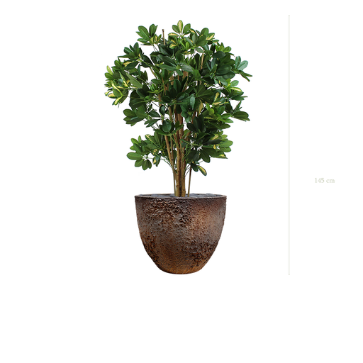 [A-PT10-FC8] Le Schefflera - Pot Oyster #Artificiel