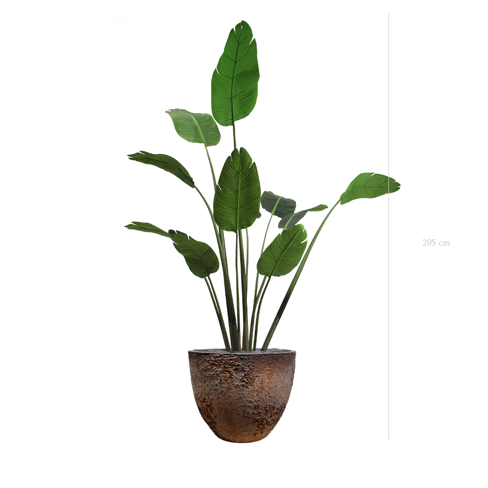 [A-PT3-FC8] Le Bananier - Pot Oyster #Artificiel