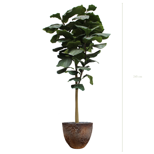 [A-AB8-FC8] Le Grand Lyrata - Pot Oyster #Artificiel