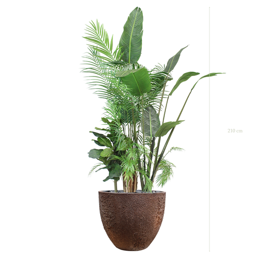 [A-J7-FC9] The Bornéo in a brown oyster pot #Artificial