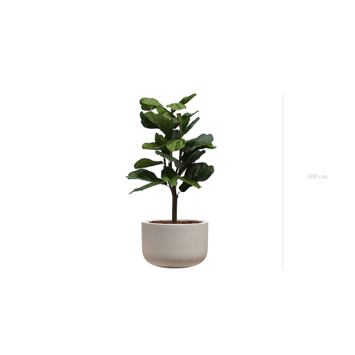 [A-PT1-FC17] Le Lyrata - Pot Sable #Artificiel