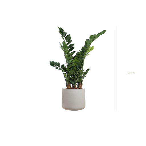 [A-PT15-FC19] The Zamia in a mineral grey pot #Artificial