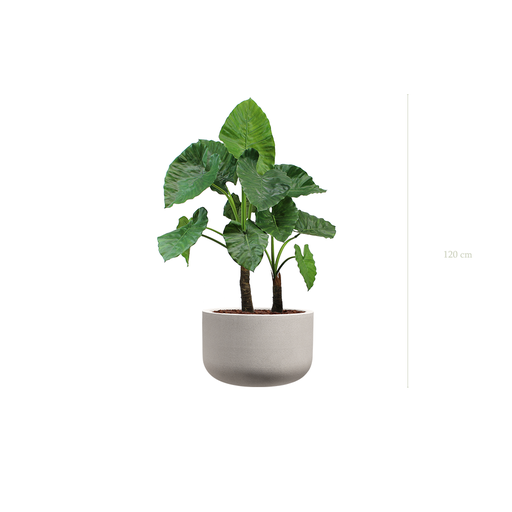 [A-PT4-FC18] Le Grand Alocasia - Pot Sable #Artificiel