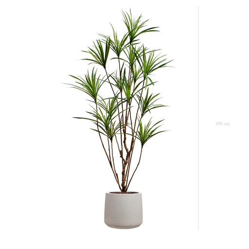 [A-PT18-FC19] Le Dracena - Pot Sable #Artificiel