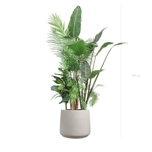 [A-J7-FC20] La Bornéo - Pot Sable #Artificiel