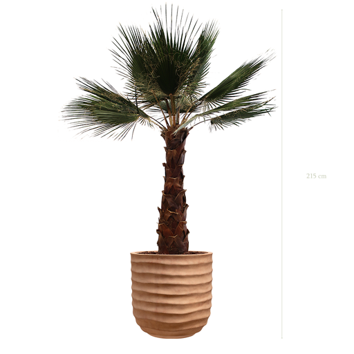 [S-PT7-FC16] Le Palmier - Pot Terracotta #Stabilisé