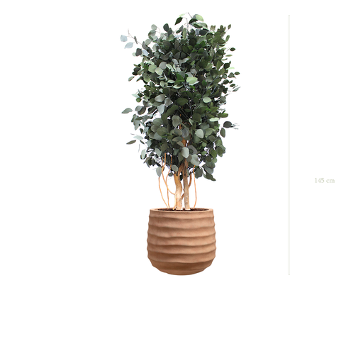 [S-PT4-FC13] Le Populus - Pot Terracotta #Stabilisé