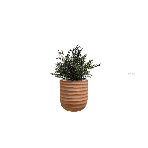 [S-PT3-FC15] Le Petit Parvifolia - Pot Terracotta #Stabilisé