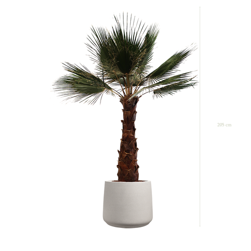 [S-PT7-FC20] Le Palmier - Pot Sable #Stabilisé