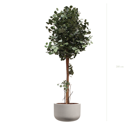 [S-PT6-FC18] The tall Populus in a mineral grey pot #Stabilized