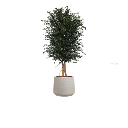[S-PT5-FC19] Le Parvifolia - Pot Sable #Stabilisé