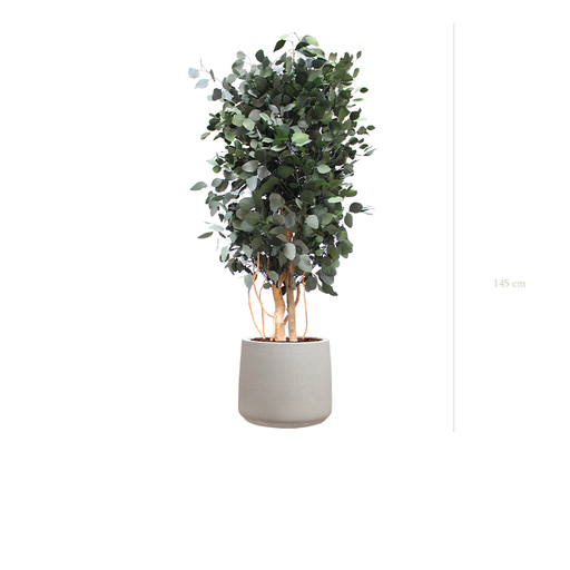 [S-PT4-FC19] Le Populus - Pot Sable #Stabilisé