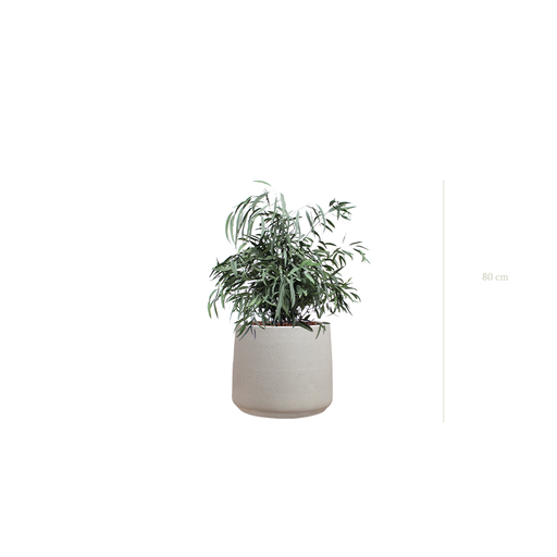 [S-PT2-FC19] Le Petit Nicoly - Pot Sable #Stabilisé