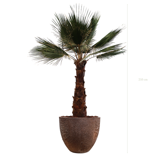 [S-PT7-FC9] die Palme -  texturierter brauner Topf #stabilisiert