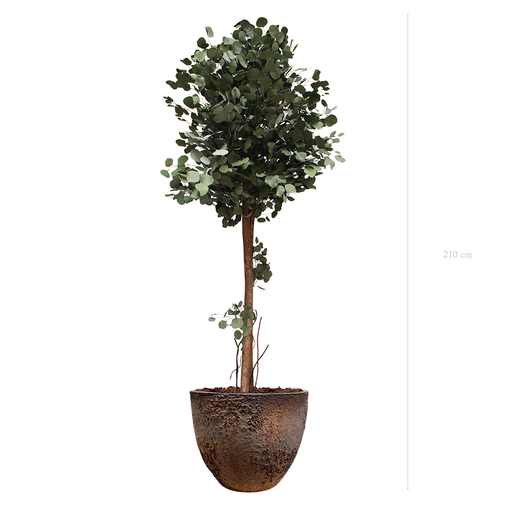 [S-PT6-FC8] Le Grand Populus - Pot Oyster #Stabilisé