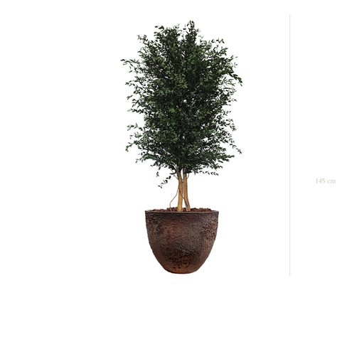 [S-PT5-FC7] Le Parvifolia - Pot Oyster #Stabilisé