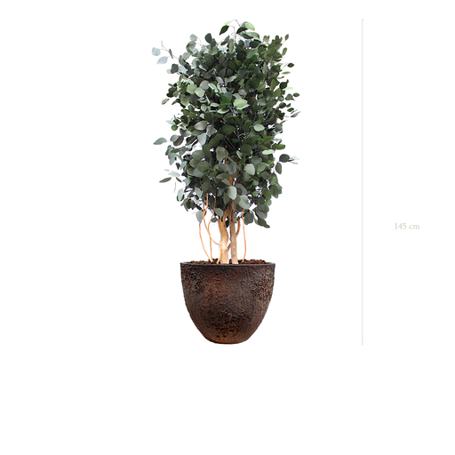 [S-PT4-FC7] Le Populus - Pot Oyster #Stabilisé