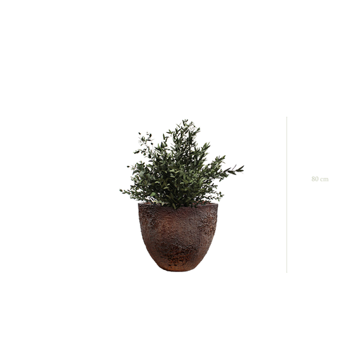 [S-PT3-FC7] Le Petit Parvifolia - Pot Oyster #Stabilisé