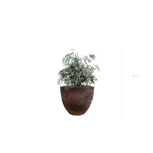 [S-PT2-FC7] Le Petit Nicoly - Pot Oyster #Stabilisé