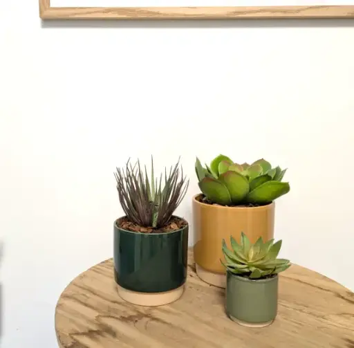 [A-TRIO-1] Le Trio Succulentes - Pots Colorés #Artificiel