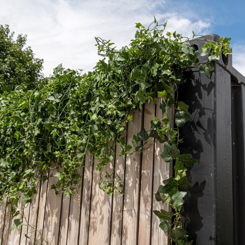 [AE-KIT.T-LIER-LIN] Ivy Kit for Linear Installations – Outdoor #Artificial