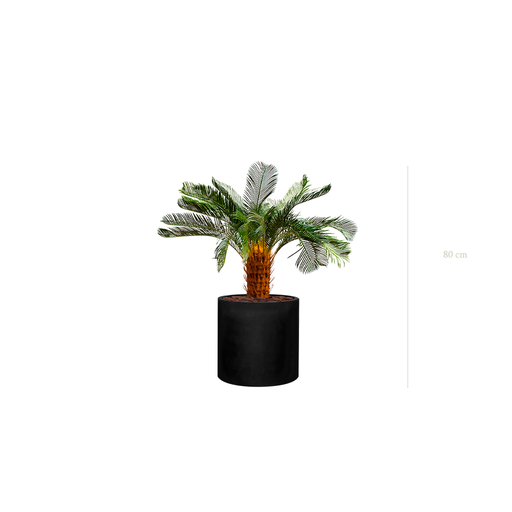 [A-PT21-FB32] The Small Cycas – Black Cylinder #Artificial