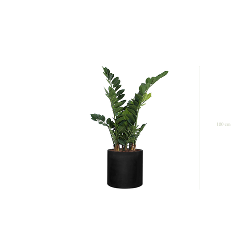 [A-PT15-FB32] The Zamia – Black Cylinder #Artificial