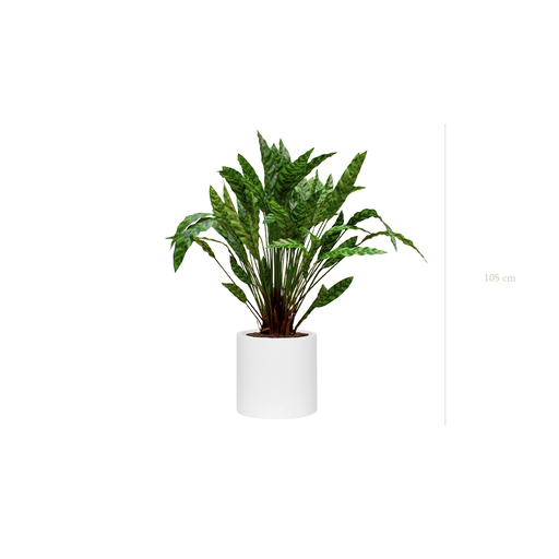 [A-PT19-FB31] The Calathea – White Cylinder #Artificial
