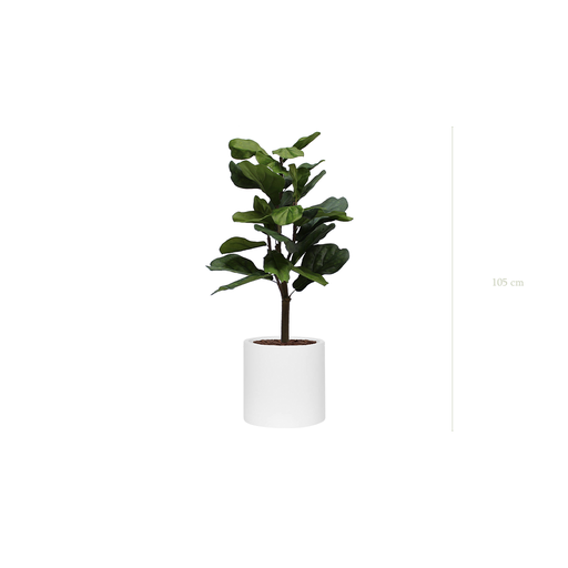 [A-PT1-FB31] The Lyrata – White Cylinder #Artificial