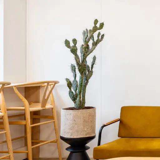 [A-PT11-TI6] The Cactus – Beige Fabric Pot #Artificial