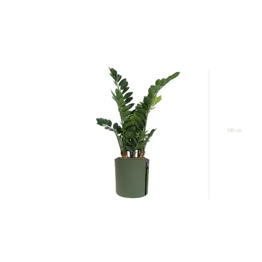[A-PT15-TI9] Le Zamia - Pot MyBac - Artificiel