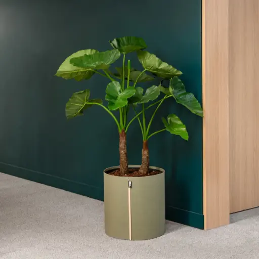 [A-PT4-TI10] Le Grand Alocasia - Pot MyBac - Artificiel