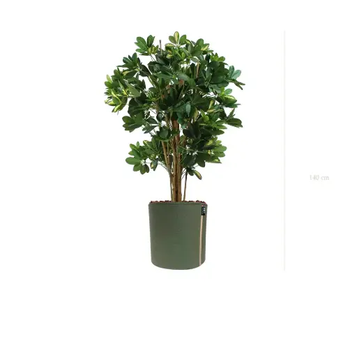 [A-PT10-TI10] Le Schefflera - Pot MyBac #Semi-Naturel