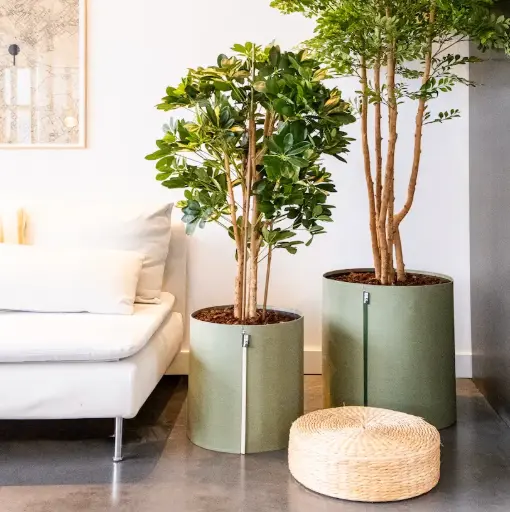 [A-PT10-TI10] The Schefflera – MyBac Pot #Semi-Natural