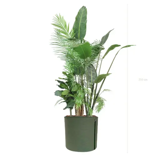 [A-J7-TI11] The Bornéo – MyBac Pot #Artificial