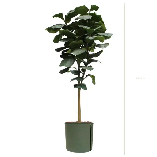 [A-AB8-TI11] Le Grand Lyrata - Pot MyBac #Artificiel