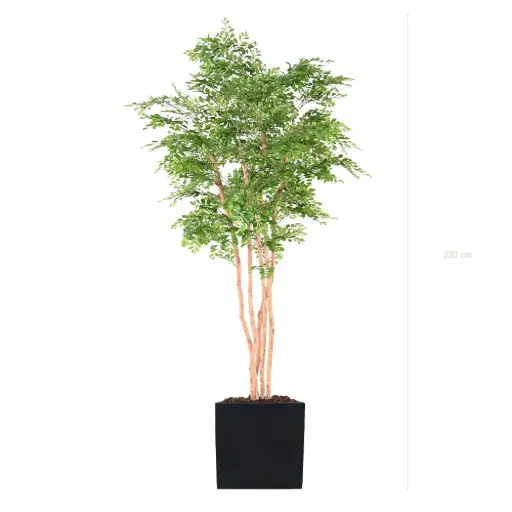 [A-AB12-FB9] L'Acacia - Schwarzer Würfel #Halbnatürlich