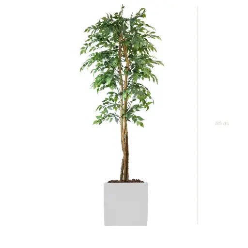 [A-PT30-FB10] Der Feigenbaum - Weißer Würfel #Halbnatürlich