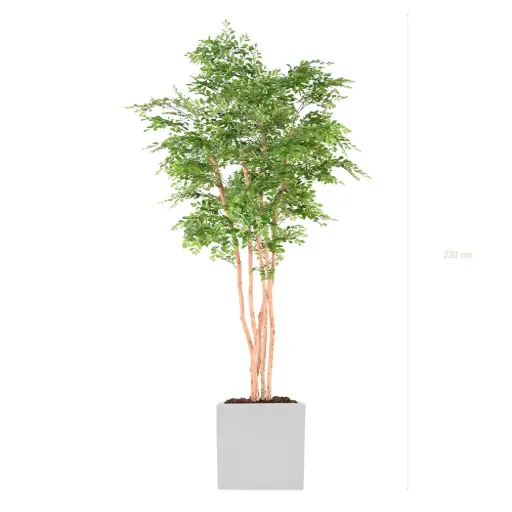 [A-AB12-FB10] The Acacia – White Cube #Semi-Natural