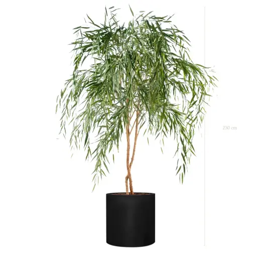 [A-AB11-FB25] The Saule – Black Cylinder #Semi-Natural