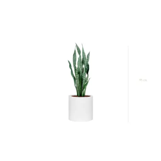 [A-PT27-FB31] Le Sansevieria - Cylindre Blanc - Artificiel