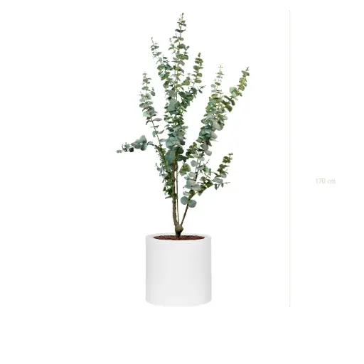 [A-PT25-FB22] The Small Eucalyptus – White Cylinder #Artificial