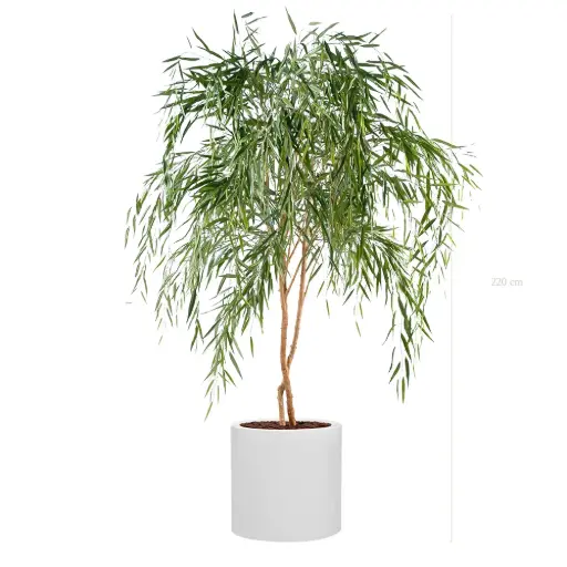 [A-AB11-FB24] The Saule – White Cylinder #Semi-Natural