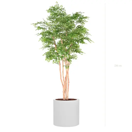 [A-AB12-FB24] The Acacia – White Cylinder #Semi-Natural
